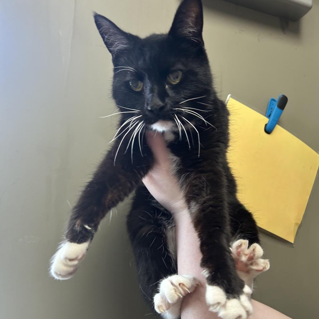 Enlarge Salami (Petco), a Adoptable Domestic Short Hair in West Olive, MI image 2/3