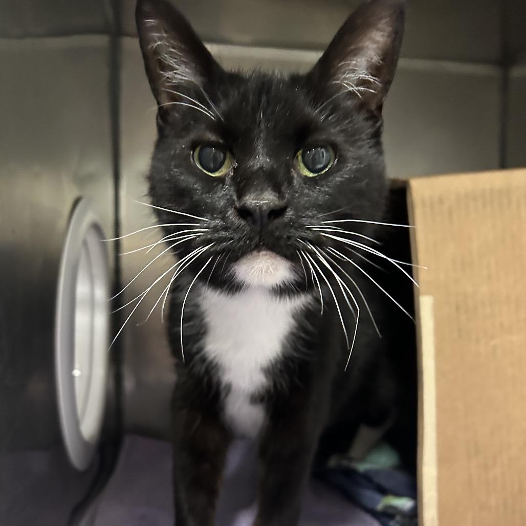 Enlarge Salami (Petco), a Adoptable Domestic Short Hair in West Olive, MI image 3/3