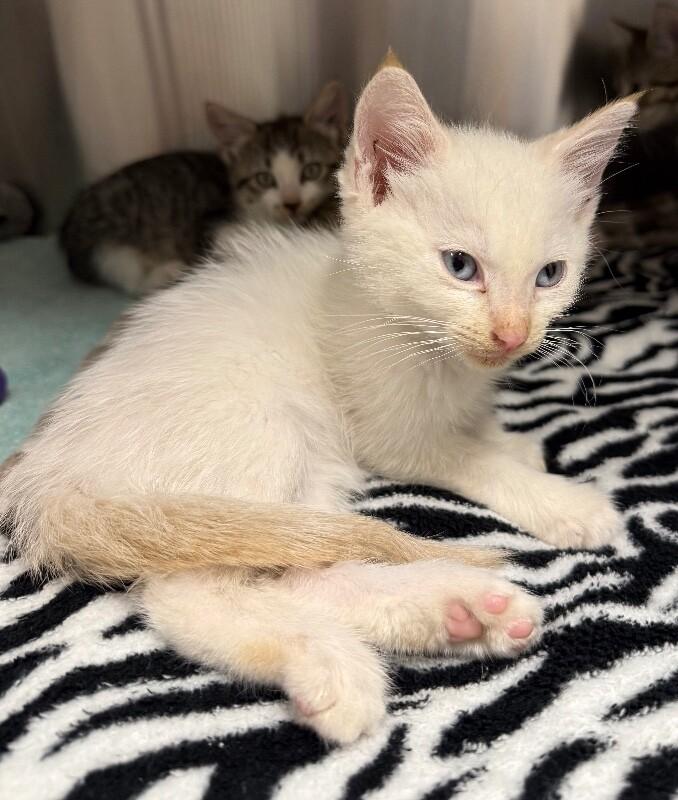 Gale, Adoptable, Young Male Domestic Short Hair.
