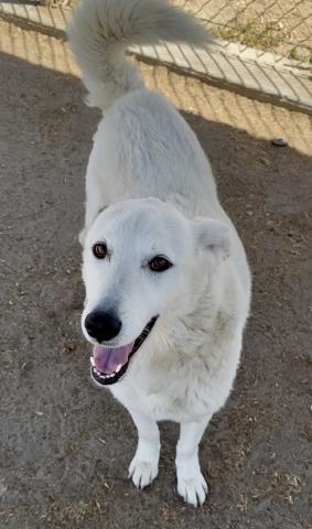 Enlarge Liam (formerly Frosty), an adoptable Husky in Thousand Oaks, CA image 1/2