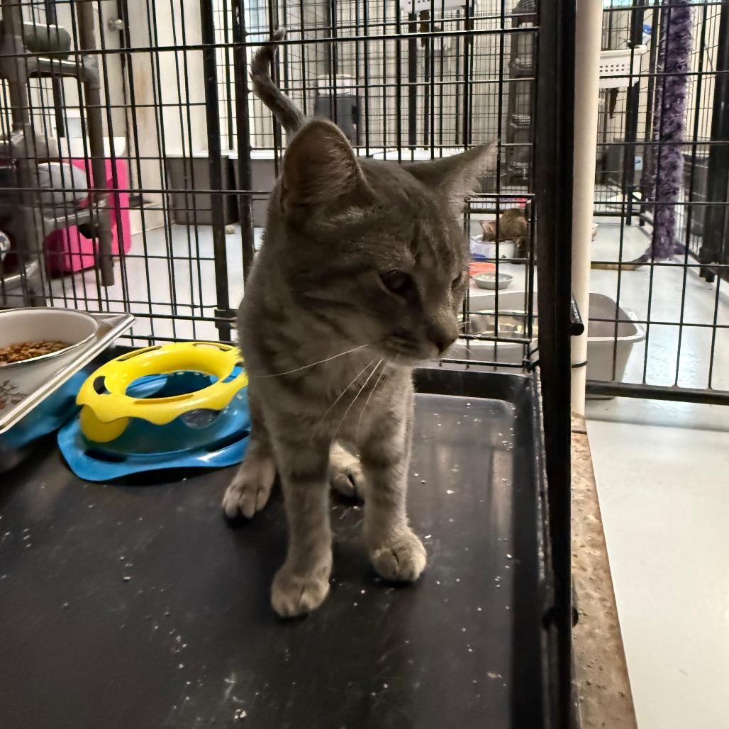 Enlarge Stormy, a Adoptable Domestic Short Hair in Carroll, IA image 1/3