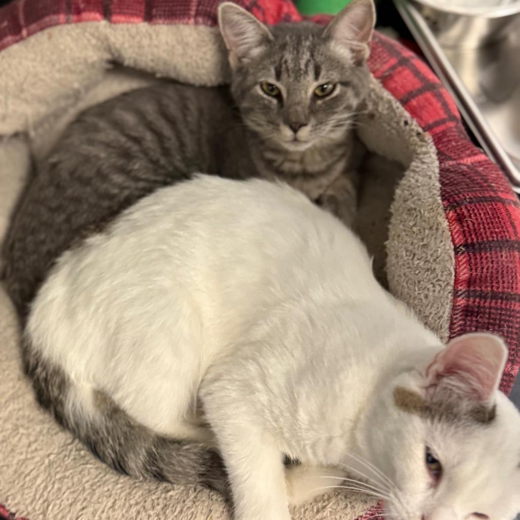 Enlarge Stormy, a Adoptable Domestic Short Hair in Carroll, IA image 3/3