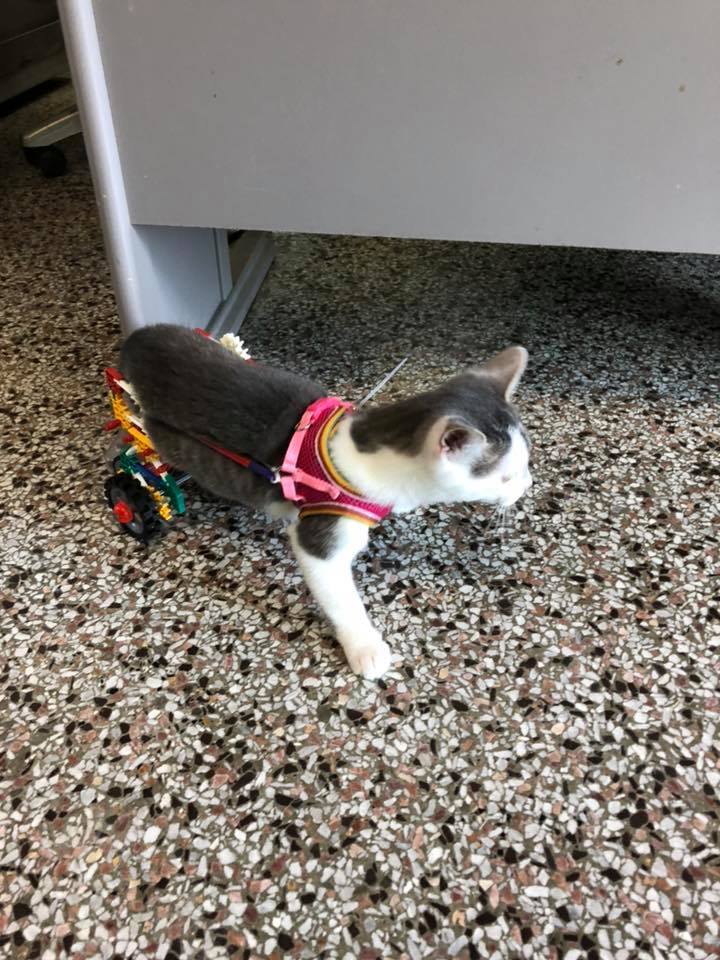 Bajie, a Adoptable mixed breed in Richmond, KY image 5/12