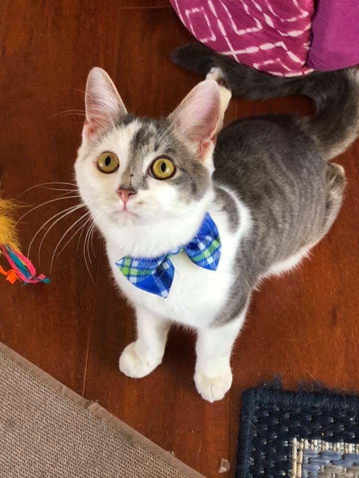 Bajie, a Adoptable mixed breed in Richmond, KY image 6/12