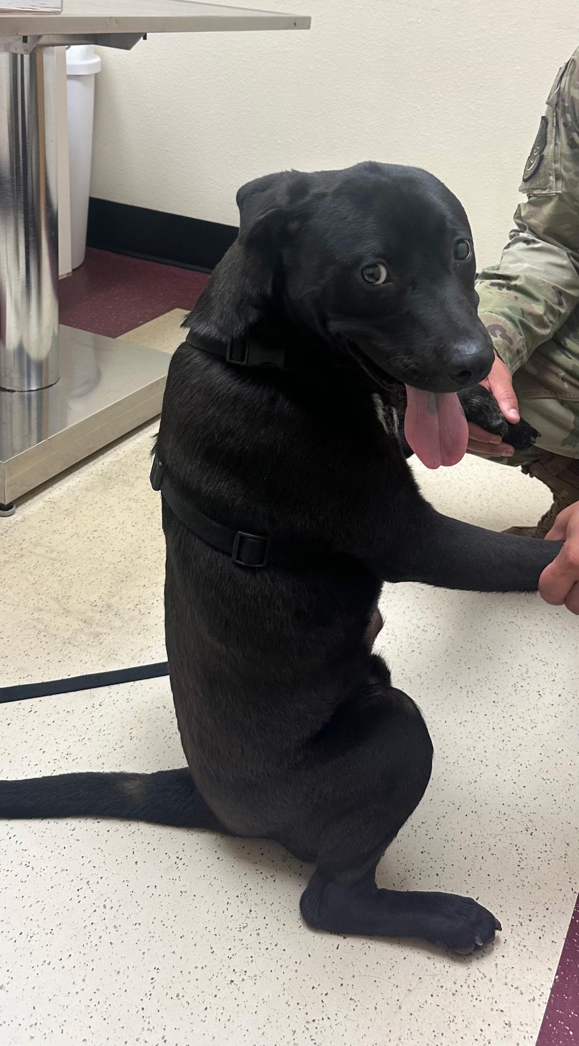 lol-Clark, an adoptable Black Labrador Retriever, Australian Cattle Dog / Blue Heeler in Billings, MT, 59101 | Photo Image 1