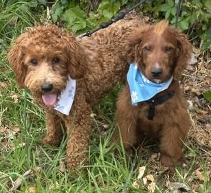 CANELO, a ADOPTABLE Goldendoodle in Bell Gardens, CA image 4/5