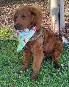 CANELO, a ADOPTABLE Goldendoodle in Bell Gardens, CA image 3/5