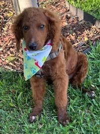 CANELO, a ADOPTABLE Goldendoodle in Bell Gardens, CA image 1/5