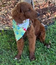 CANELO, a ADOPTABLE Goldendoodle in Bell Gardens, CA image 2/5