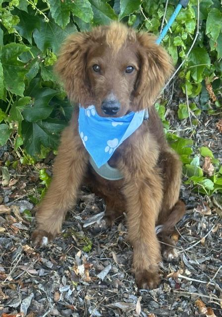 CANELO, a ADOPTABLE Goldendoodle in Bell Gardens, CA image 5/5
