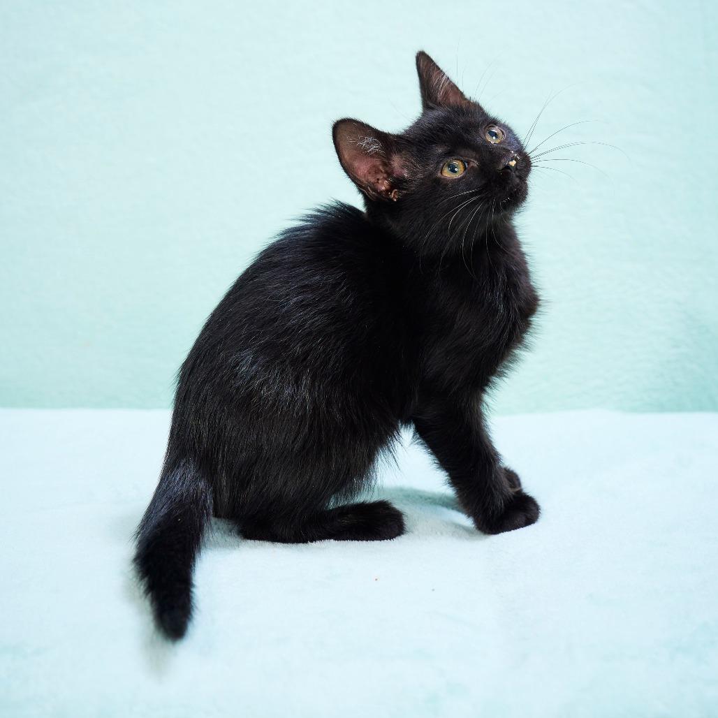Tofu, Adoptable, Kitten Female Domestic Short Hair.