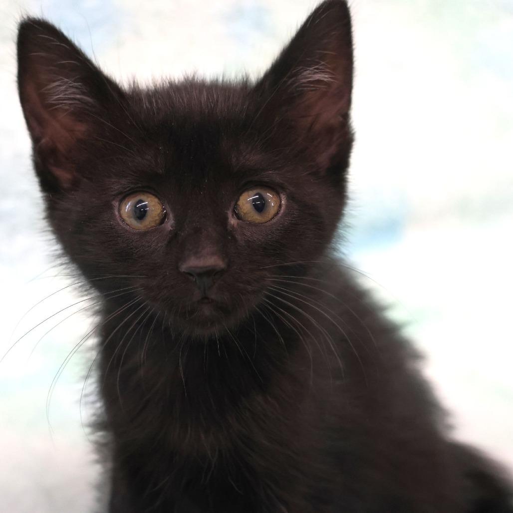 Enlarge Tofu, a Adoptable Domestic Short Hair in Chaska, MN image 2/3