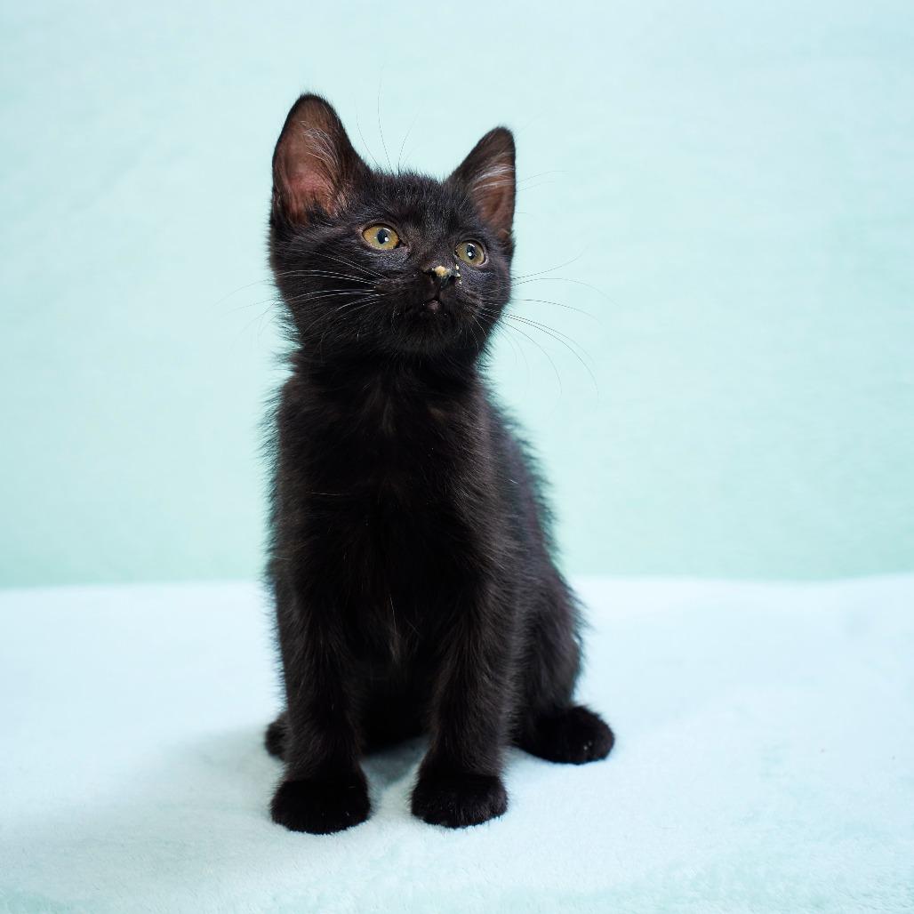 Enlarge Tofu, a Adoptable Domestic Short Hair in Chaska, MN image 3/3