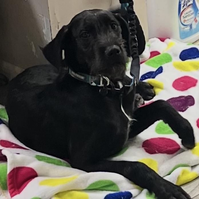 River, Adoptable, Young Male German Wirehaired Pointer & Black Labrador Retriever.