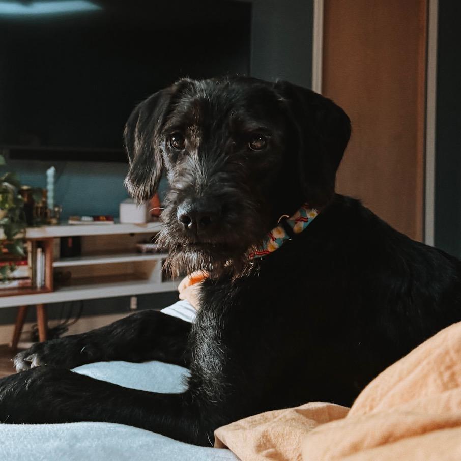 Enlarge River, a Adoptable mixed breed in Monroe, MI image 2/6
