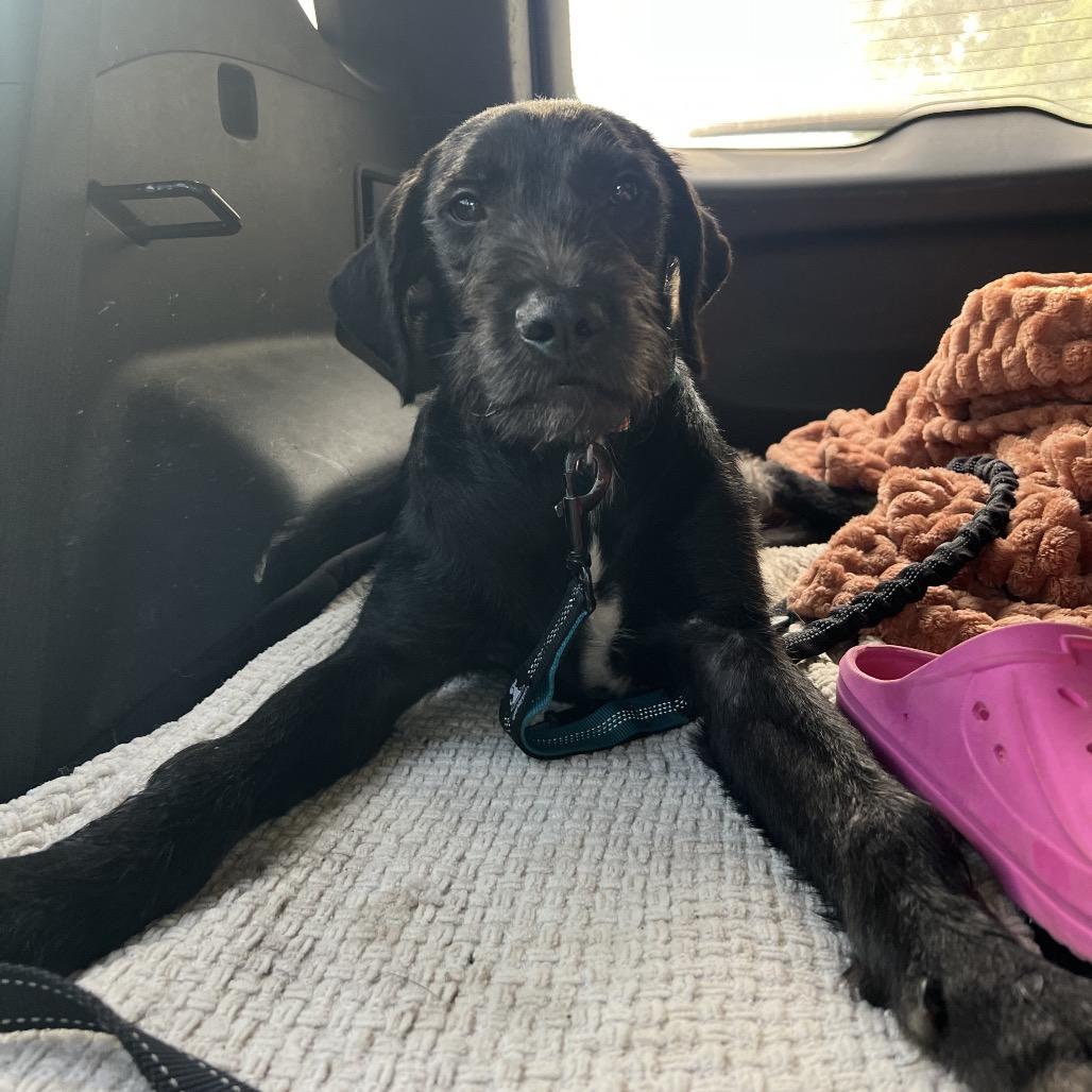 Enlarge River, a Adoptable mixed breed in Monroe, MI image 3/6