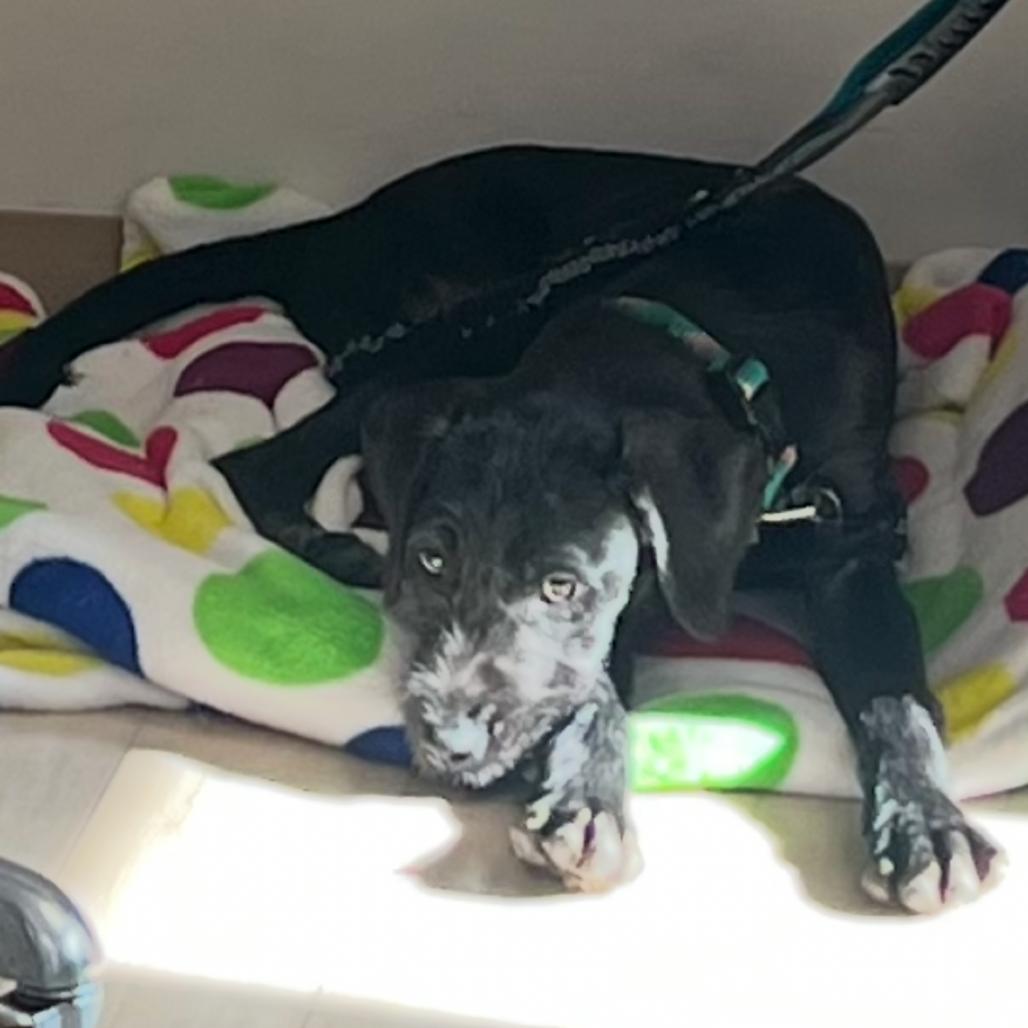 Enlarge River, a Adoptable mixed breed in Monroe, MI image 5/6