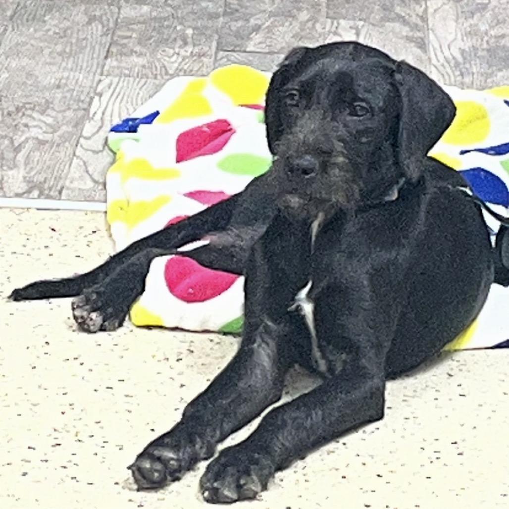 Enlarge River, a Adoptable mixed breed in Monroe, MI image 6/6