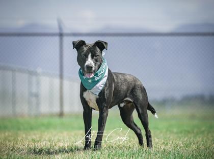 Enlarge Pike, a Adoptable mixed breed in Kalispell, MT image 1/3