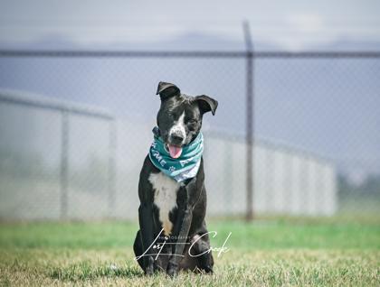 Enlarge Pike, a Adoptable mixed breed in Kalispell, MT image 2/3