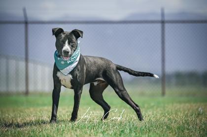 Enlarge Pike, a Adoptable mixed breed in Kalispell, MT image 3/3