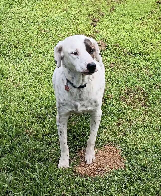 Montana, a Adopted mixed breed in Orlando, FL image 1/2