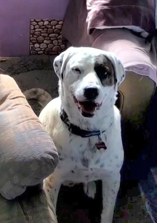 Montana, a Adopted mixed breed in Orlando, FL image 2/2