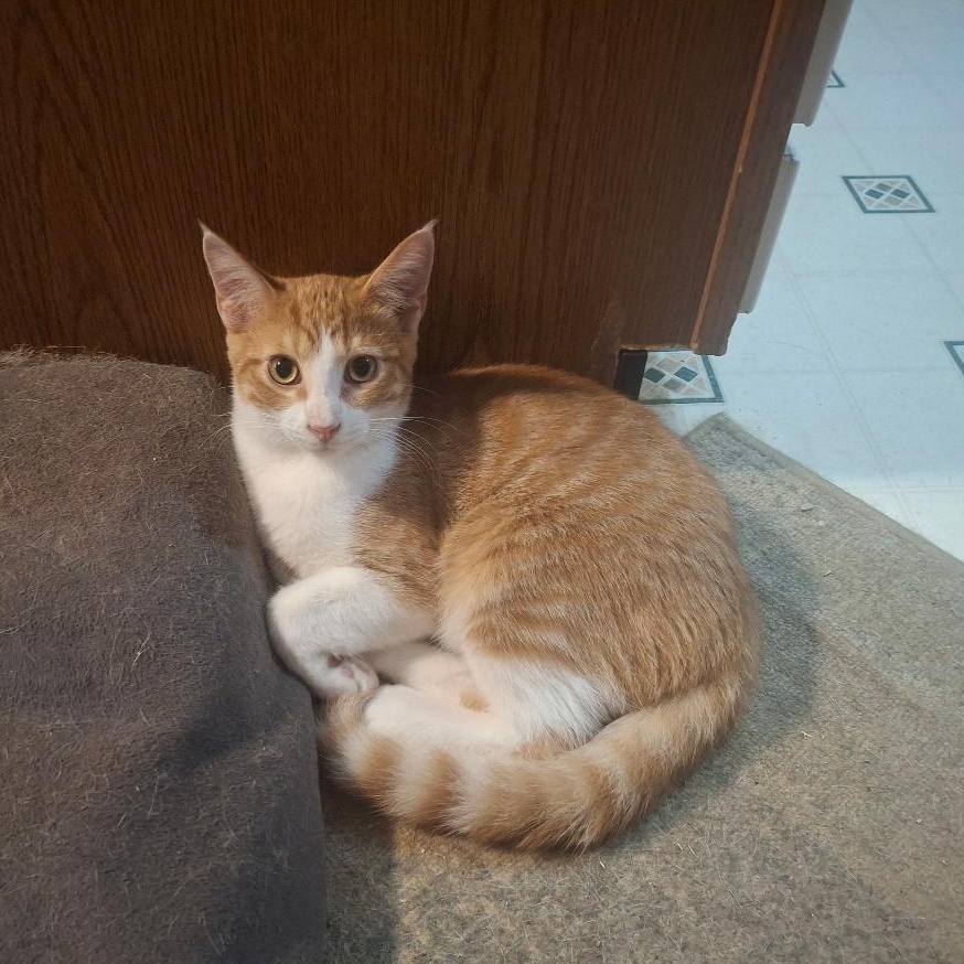Enlarge Mozart, a Adoptable mixed breed in Homer, MI image 5/5