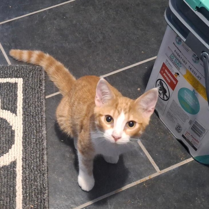 Enlarge Mozart, a Adoptable mixed breed in Homer, MI image 4/5