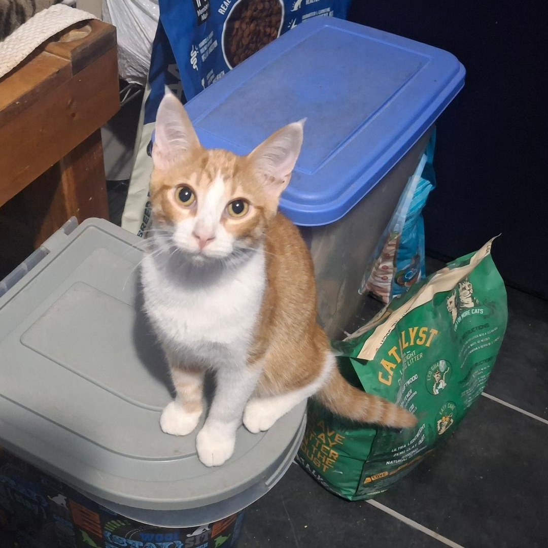 Enlarge Mozart, a Adoptable mixed breed in Homer, MI image 2/5