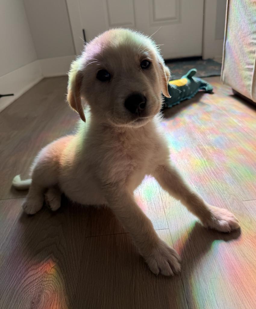 Ford, Adoptable, Puppy Male Great Pyrenees & Mixed Breed.