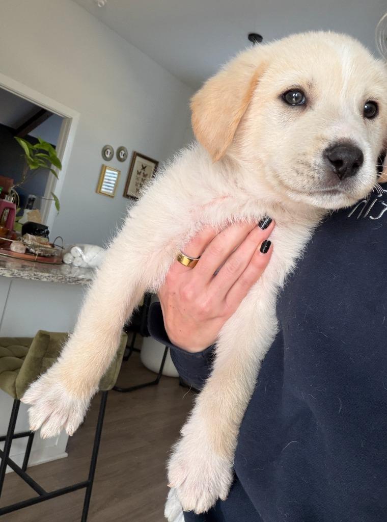 Enlarge Ford, a Adoptable mixed breed in Fayetteville, AR image 2/2