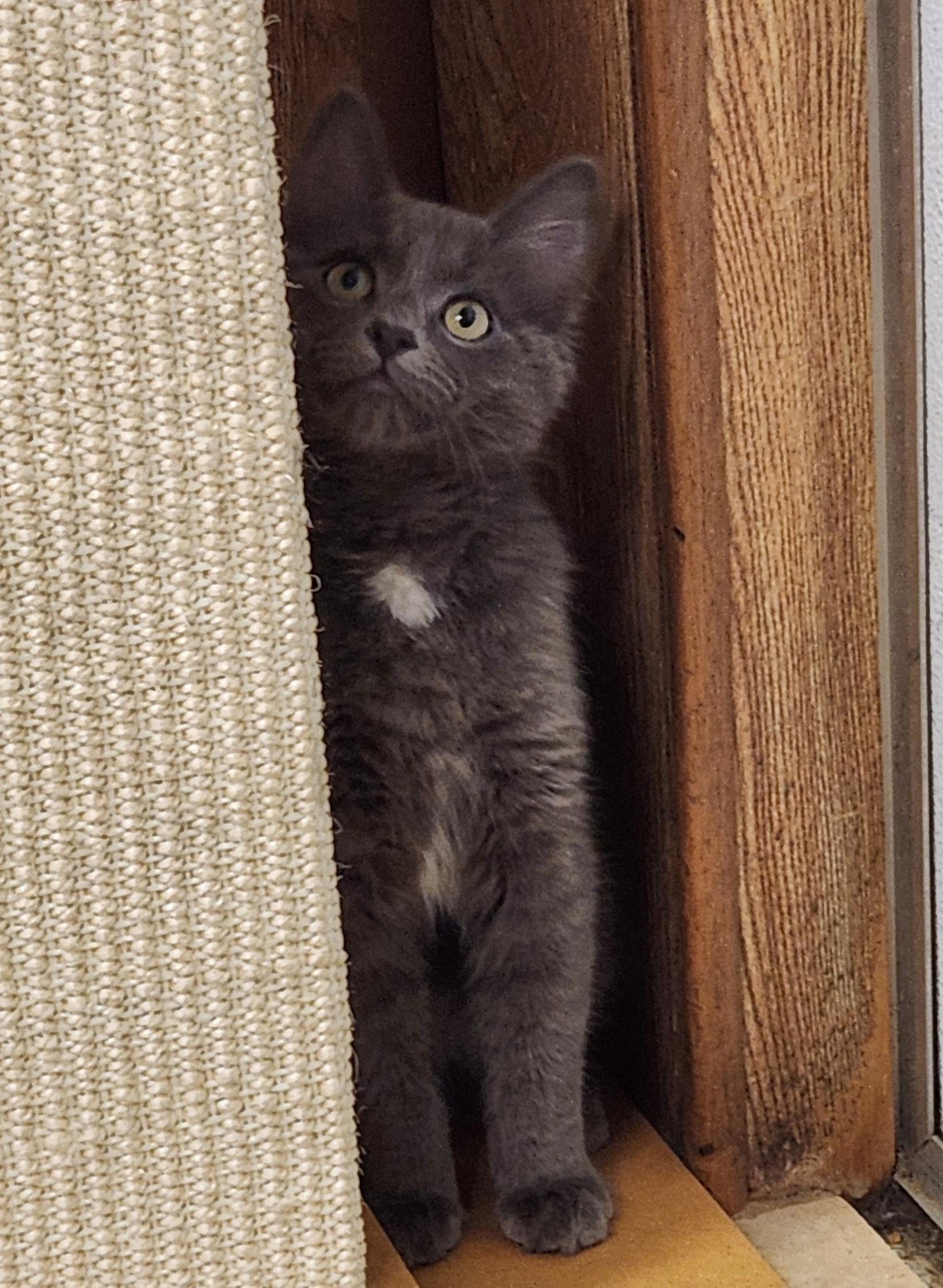 Enlarge Titanium, an adopted Domestic Short Hair in Linden, NJ image 3/6