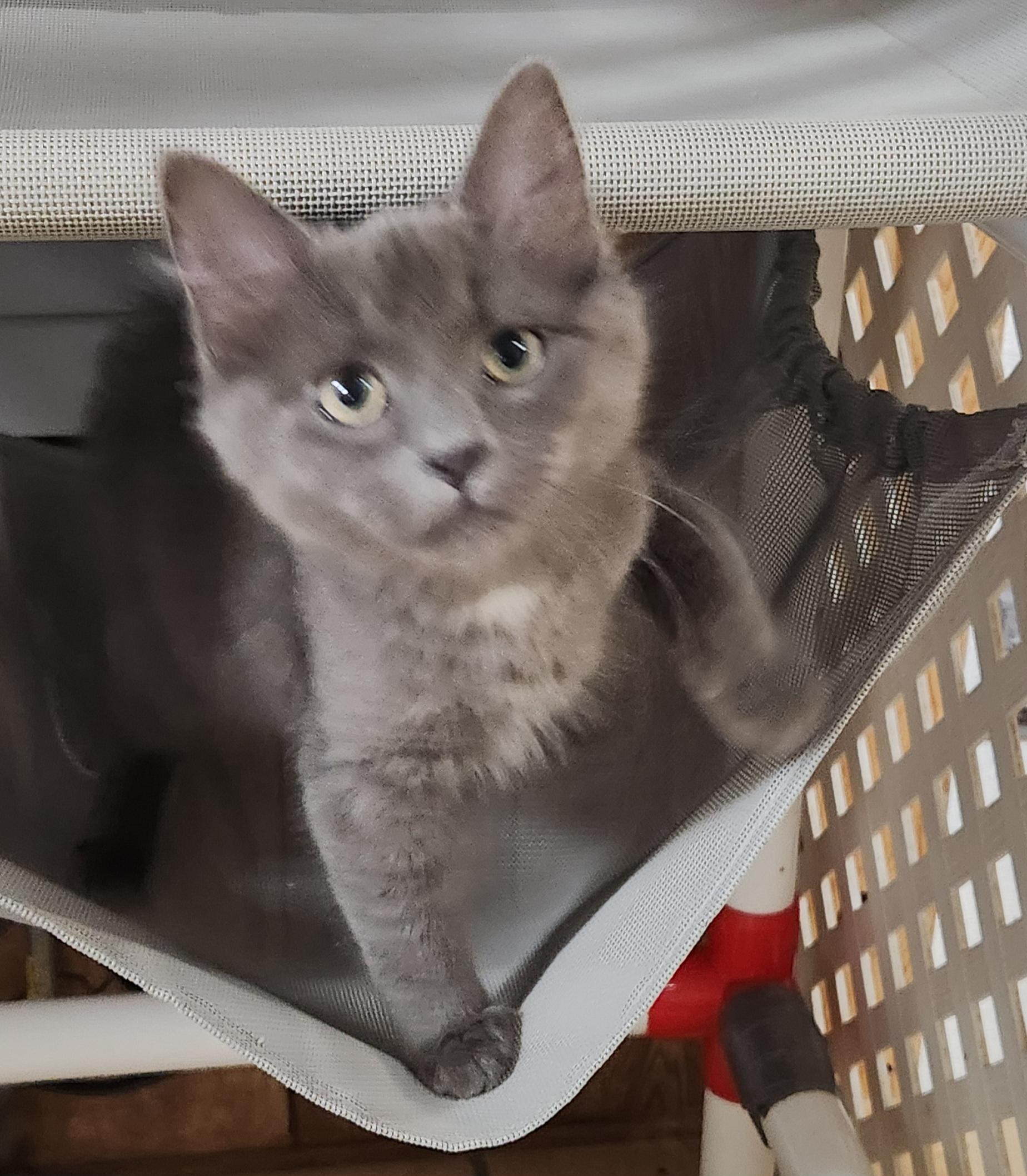 Enlarge Titanium, an adopted Domestic Short Hair in Linden, NJ image 1/6