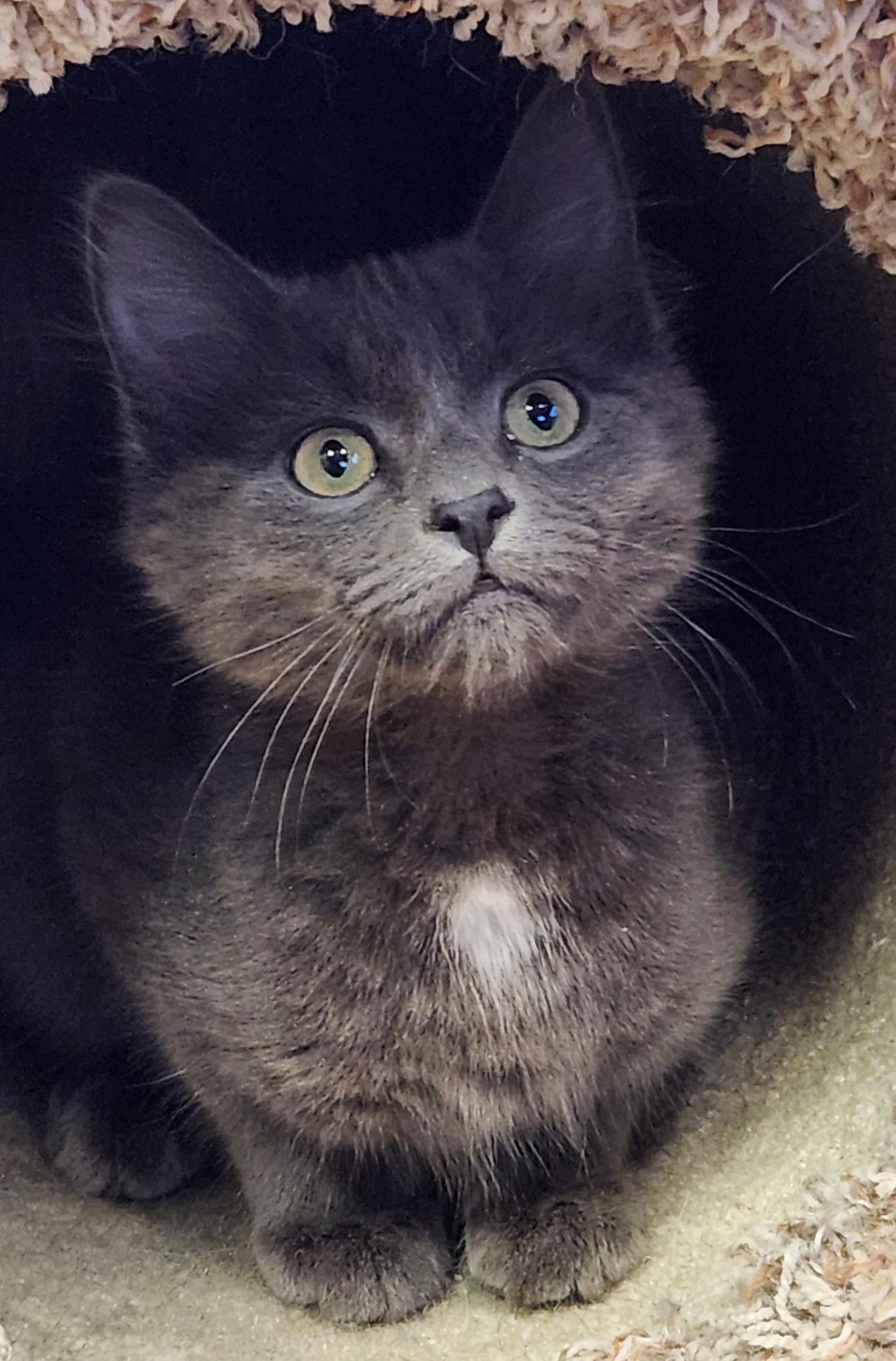 Enlarge Titanium, an adopted Domestic Short Hair in Linden, NJ image 5/6