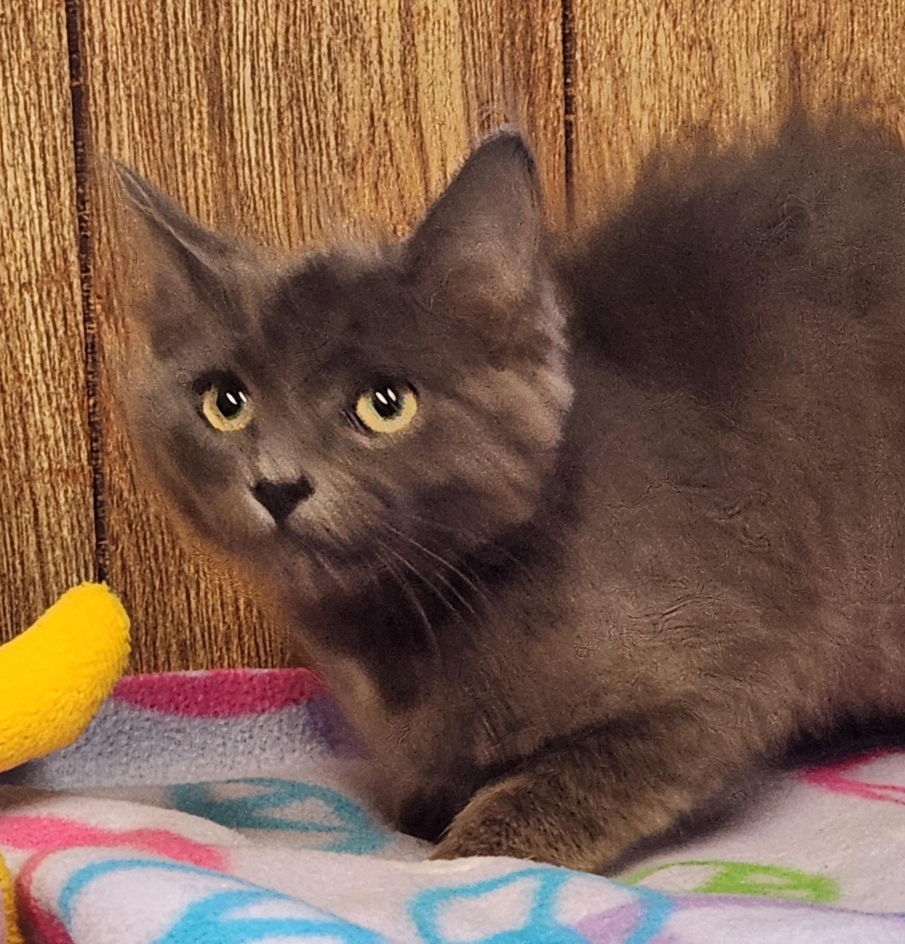 Enlarge Titanium, an adopted Domestic Short Hair in Linden, NJ image 6/6