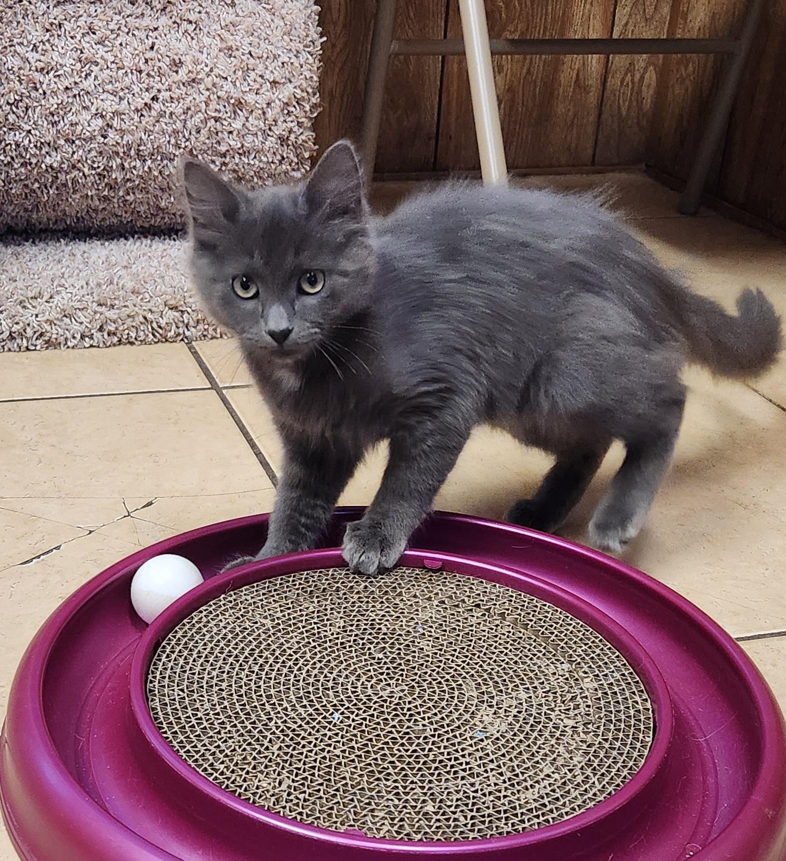 Enlarge Titanium, an adopted Domestic Short Hair in Linden, NJ image 2/6