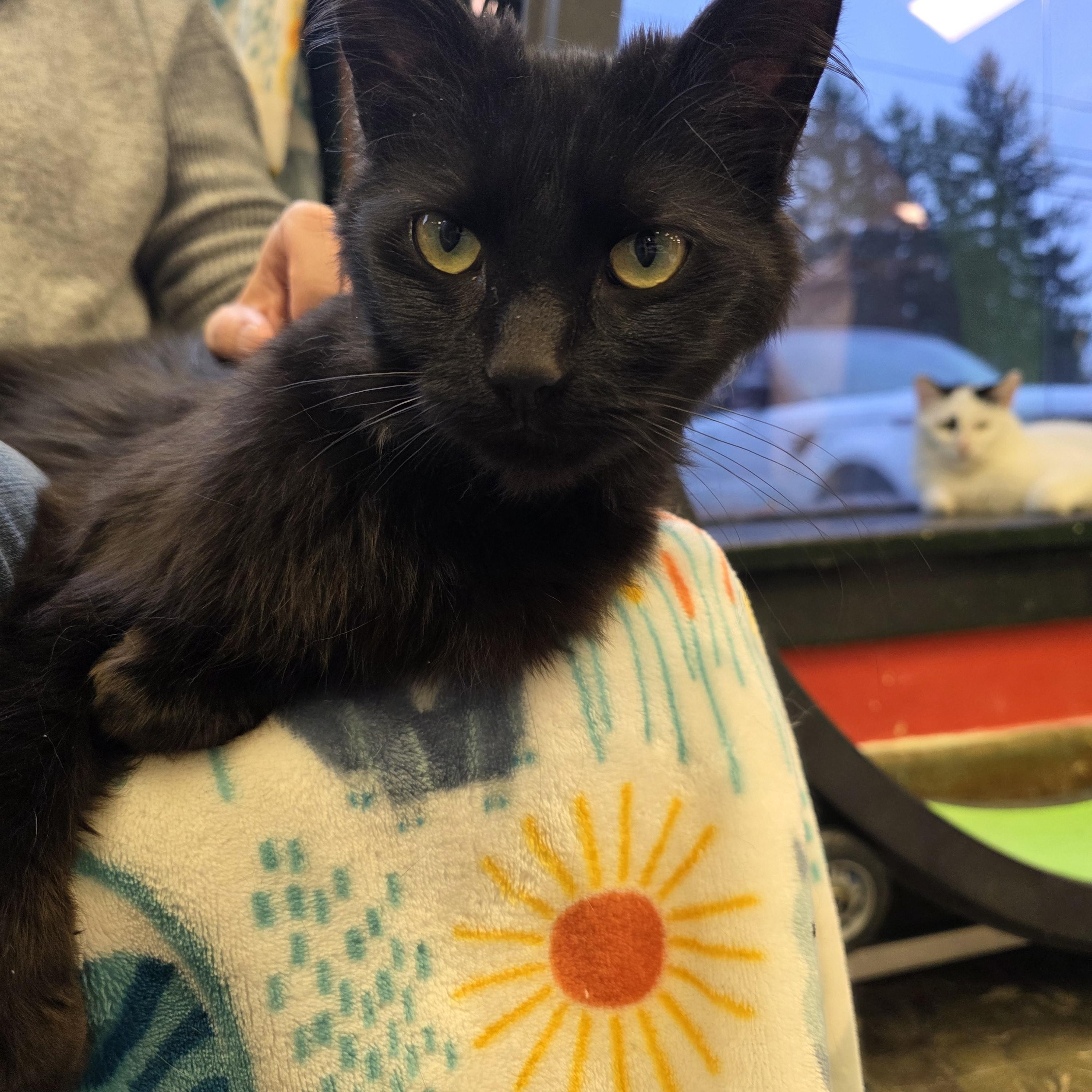 Enlarge Tuft, an adopted Domestic Medium Hair in Hamburg, NY image 1/2