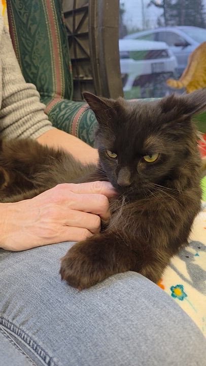 Enlarge Tuft, an adopted Domestic Medium Hair in Hamburg, NY video 2/2