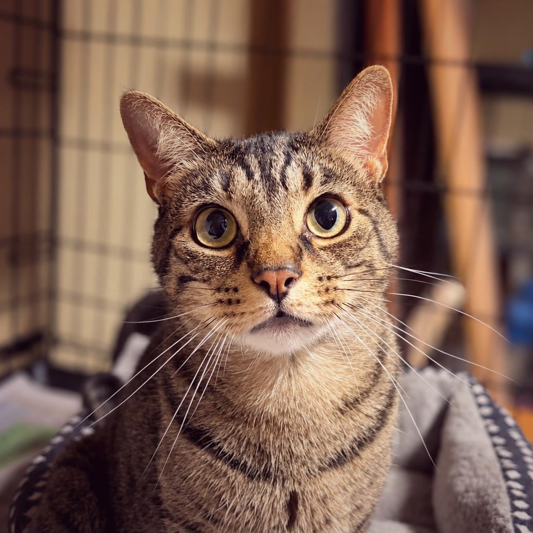 Raegan, Adopted, Adult Male Domestic Short Hair.