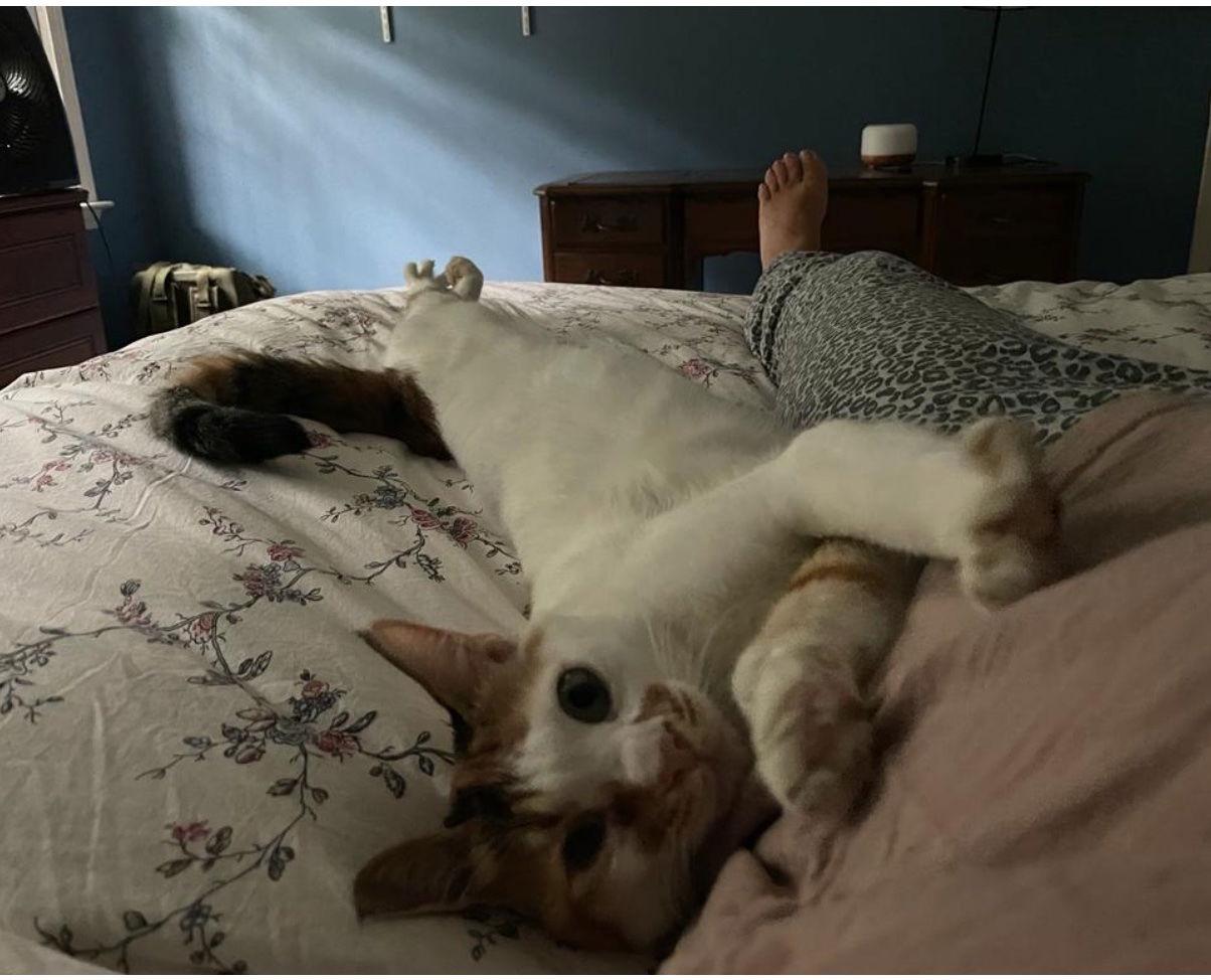 Luna, Adoptable, Adult Female Calico.