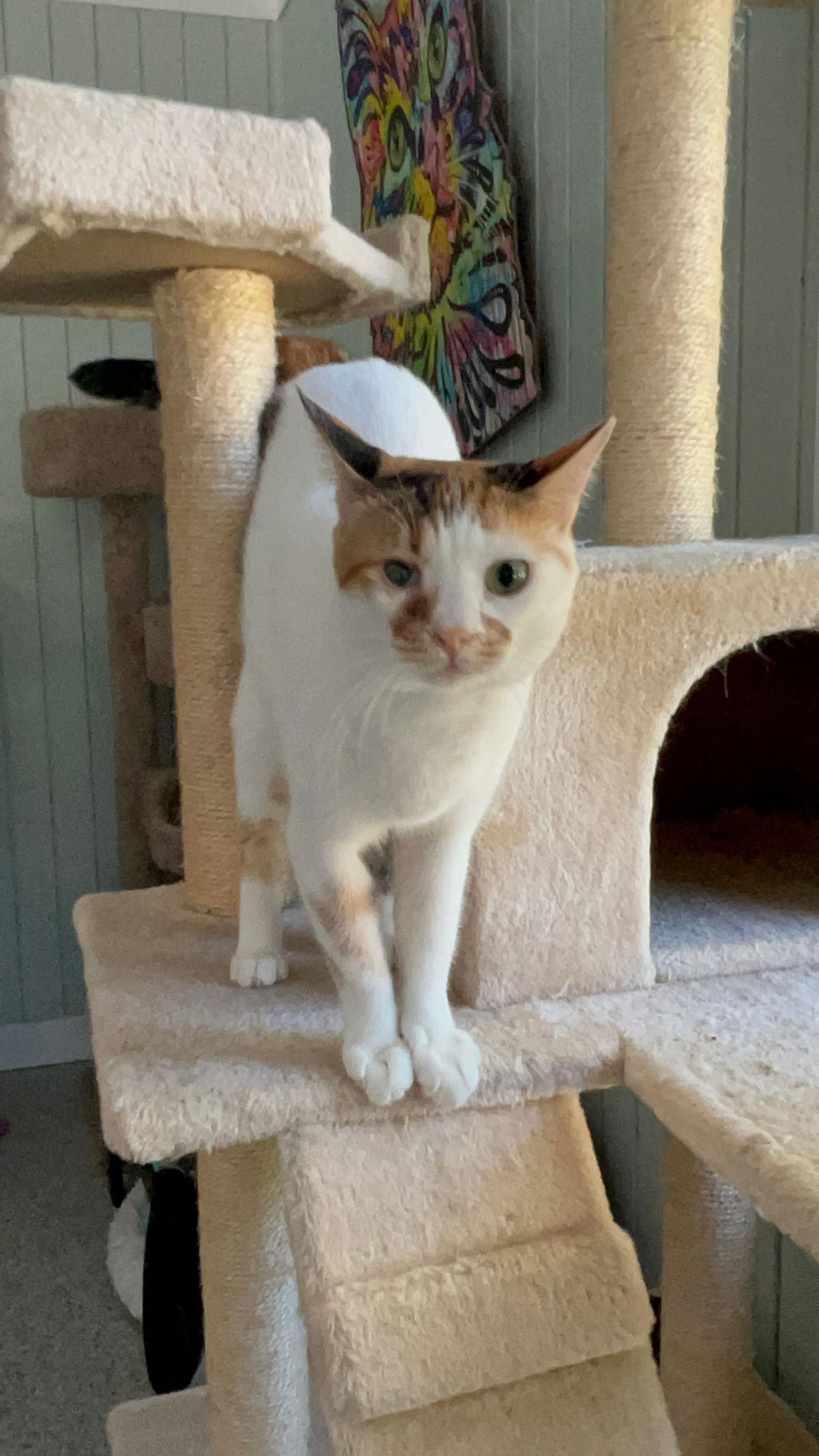 Luna, a Adoptable Calico in Buford, GA image 2/3