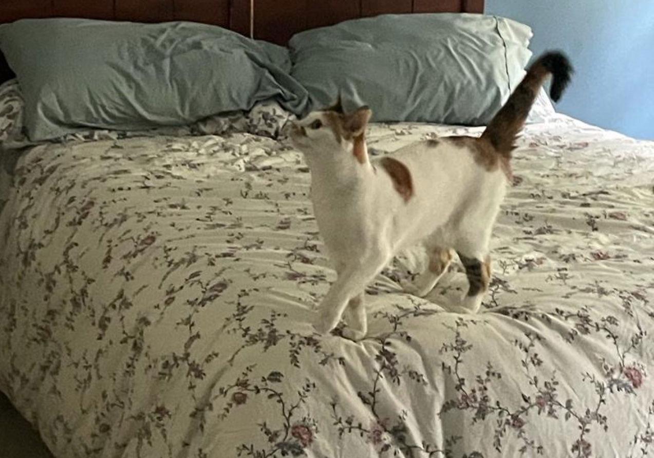 Luna, Adoptable, Adult Female Calico.