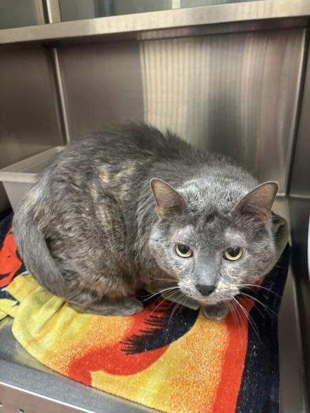 Smokey, Adoptable, Senior Female Domestic Long Hair.