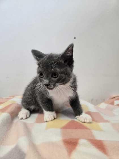 Enlarge Tubular, a Adoptable mixed breed in Spruce Pine, NC image 1/1