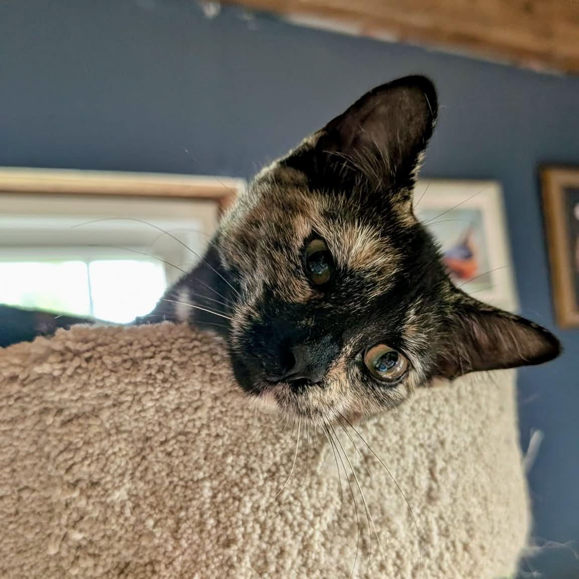 Lark, Adoptable, Kitten Female Tortoiseshell.