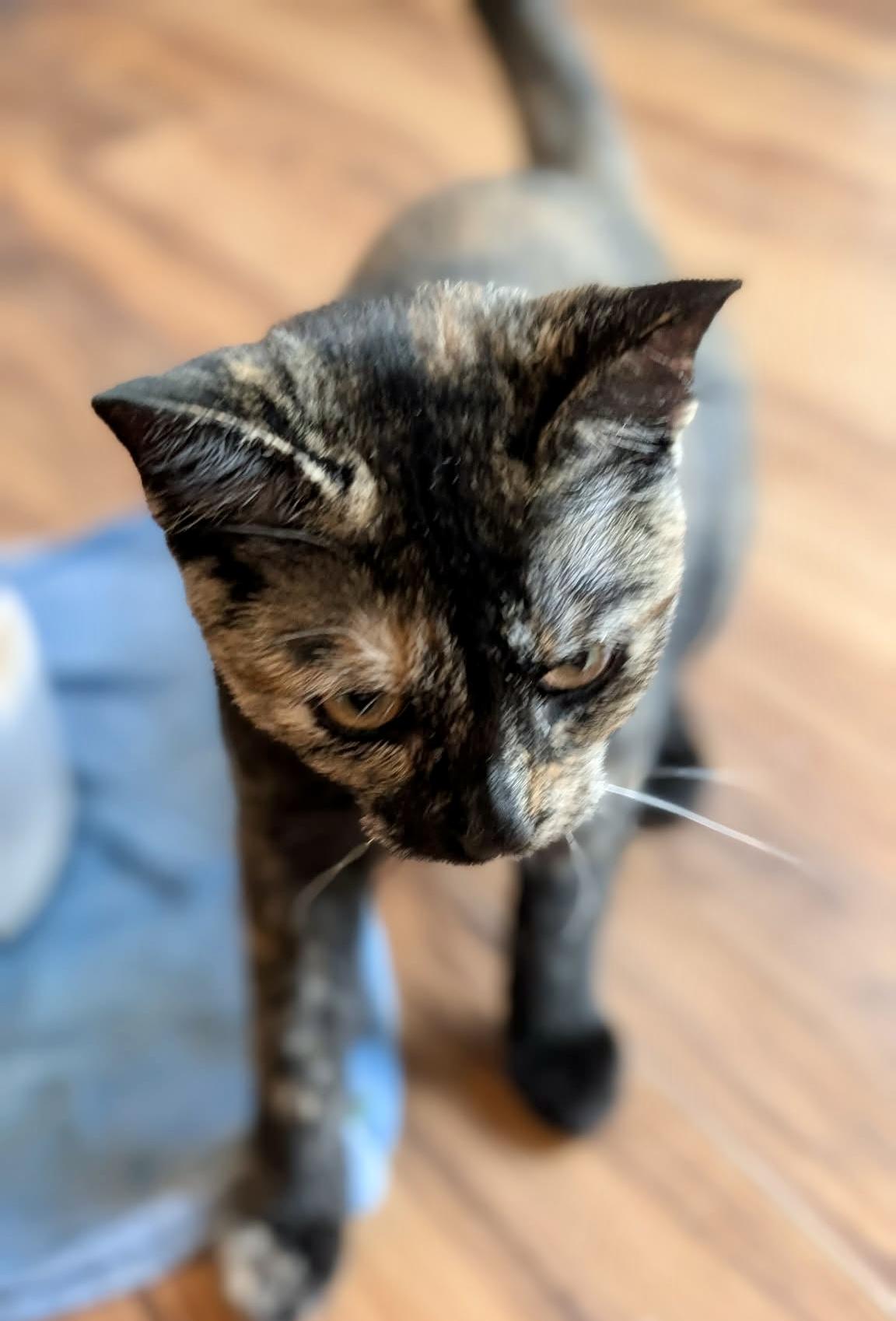 Enlarge Lark, a Adoptable Tortoiseshell in Albany, NY image 3/4