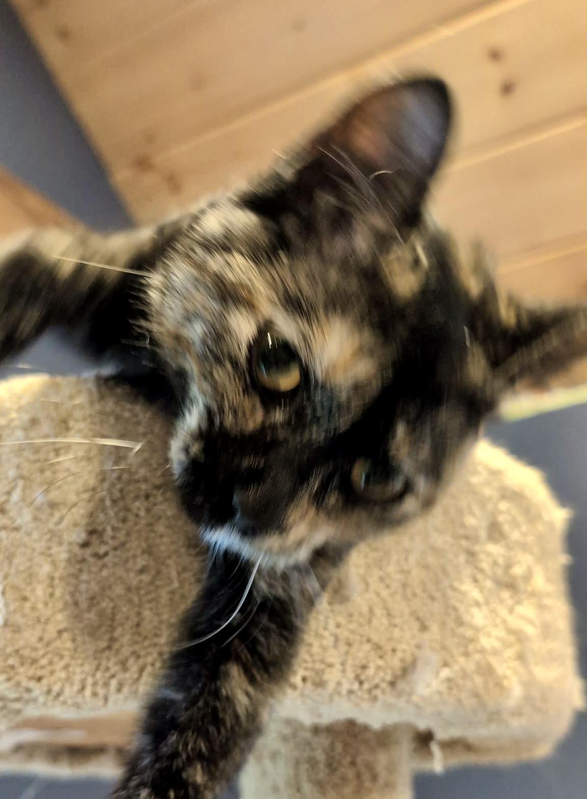 Enlarge Lark, a Adoptable Tortoiseshell in Albany, NY image 2/4