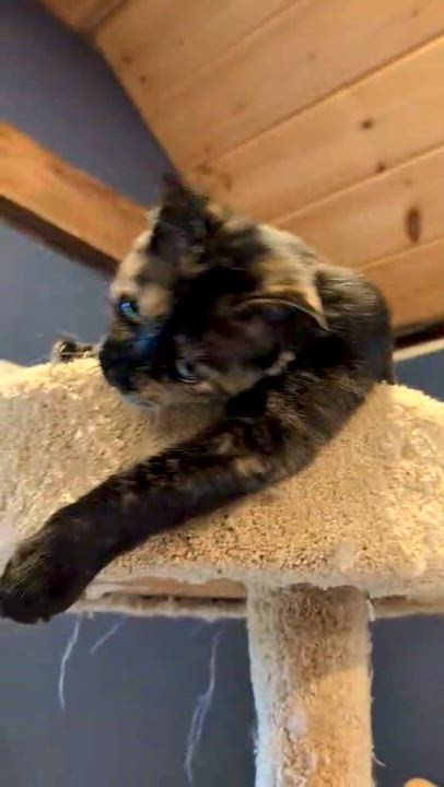 Enlarge Lark, a Adoptable Tortoiseshell in Albany, NY video 4/4