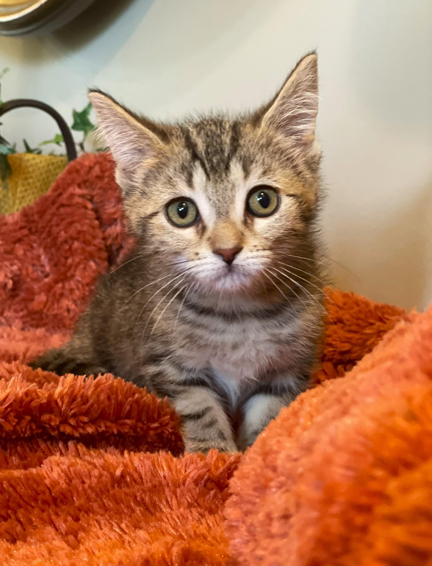Xandra @ Canton PetSmart Habitat Michigan Ave 4